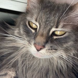 Meet your Posher, Nancy